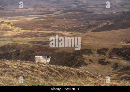 Moutons à la Trotternish Quiraing, crête, île de Skye, Écosse, Royaume-Uni Banque D'Images