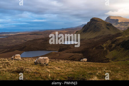 Moutons à la Trotternish Quiraing, crête, île de Skye, Écosse, Royaume-Uni Banque D'Images