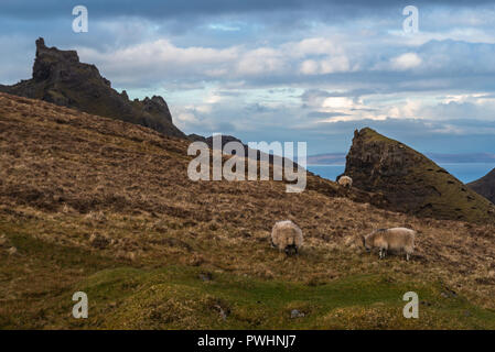 Moutons à la Trotternish Quiraing, crête, île de Skye, Écosse, Royaume-Uni Banque D'Images