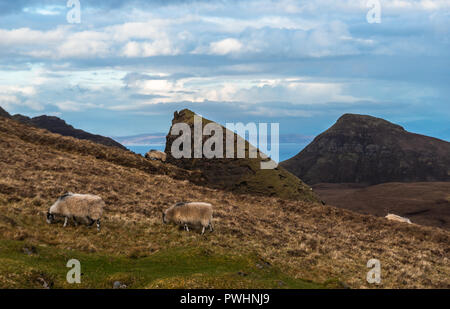 Moutons à la Trotternish Quiraing, crête, île de Skye, Écosse, Royaume-Uni Banque D'Images