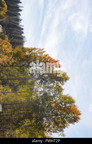 Tremble arbres ajouter touches jaunes le long de la rive de la rivière Deschutes de Bend, Oregon Banque D'Images