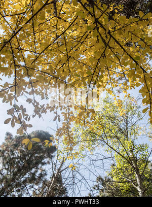 Tremble arbres ajouter touches jaunes le long de la rive de la rivière Deschutes de Bend, Oregon Banque D'Images