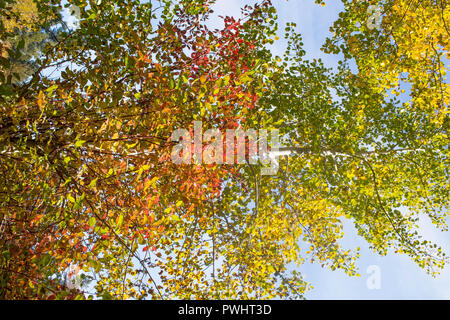 Tremble arbres ajouter touches jaunes le long de la rive de la rivière Deschutes de Bend, Oregon Banque D'Images