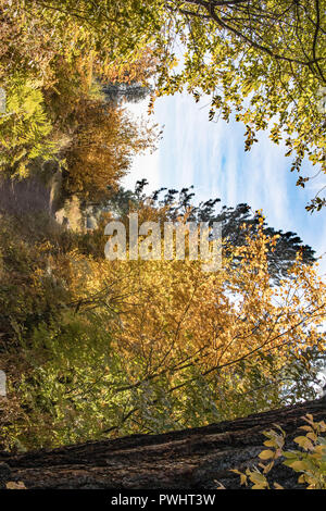 Tremble arbres ajouter touches jaunes le long de la rive de la rivière Deschutes de Bend, Oregon Banque D'Images