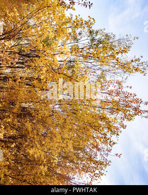 Tremble arbres ajouter touches jaunes le long de la rive de la rivière Deschutes de Bend, Oregon Banque D'Images