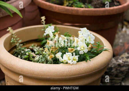 Euonymus Fortunei Arlequin dans un pot de jardin en automne, Royaume-Uni Banque D'Images