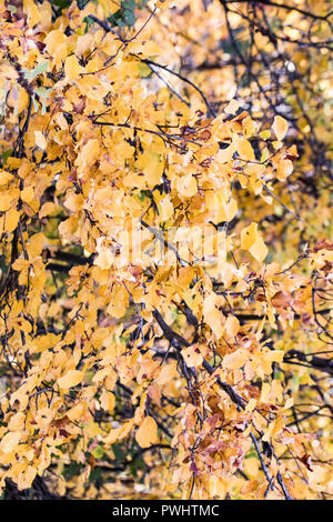 Tremble arbres ajouter touches jaunes le long de la rive de la rivière Deschutes de Bend, Oregon Banque D'Images