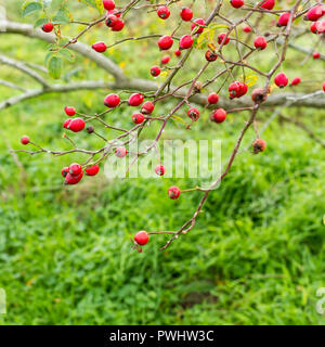 De l'églantier (rosa canina rose-chien), d'arbustes à l'automne, Dorset, UK Banque D'Images