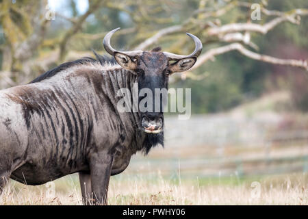 Le Gnou bleu dans les prairies à la recherche d'appareil photo. Photographié à Port Lympne Safari Park près de Ashford Kent UK. Banque D'Images