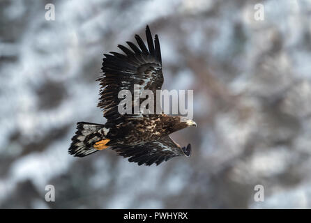 Queue blanche blanc juvénile en vol. Arrière-plan la montagne. Nom scientifique : Haliaeetus albicilla, également connu sous le nom de l'ern, erne, gray eagle, Eurasien s Banque D'Images