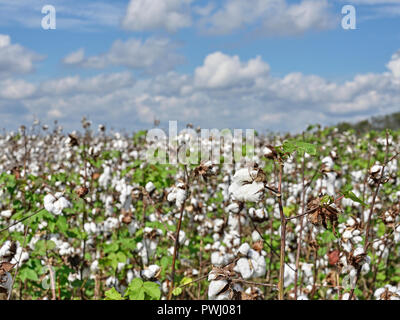 Grand champ de coton dans une ferme de l'Alabama, de la Géorgie ou prêts pour la récolte du Mississippi, aux Etats-Unis. Banque D'Images