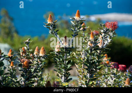 L'Australie Albany, Banksia coccinea bush en fleur avec ocean in background Banque D'Images