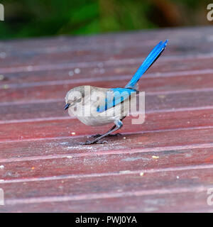 Blue Fairy Wren WA Banque D'Images