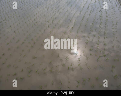 Les semis de printemps, les rangées de plants de riz, dans les champs, avec la réflexion du soleil et nuages, Kuroshio, Kochi, Japn Banque D'Images