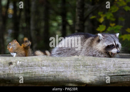 Les amis de l'Amérique, le raton laveur et l'écureuil roux (Tamiasciurus hudsonicus) Banque D'Images