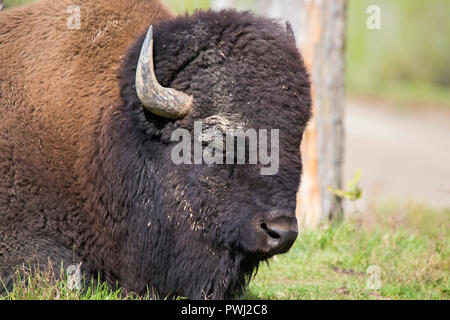 Portrait de bison mâle énorme Banque D'Images