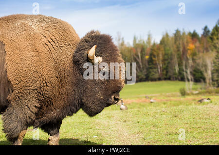 Portrait de bison mâle énorme Banque D'Images