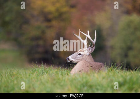 White-tailed deer buck en automne Banque D'Images