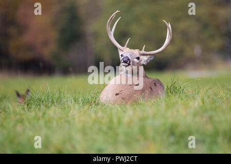 White-tailed deer buck en automne Banque D'Images