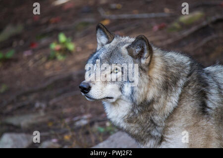 Les loups du bois en été Banque D'Images
