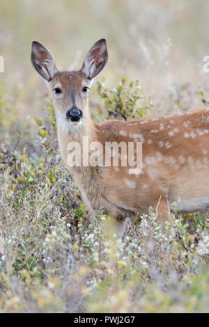 Faon cerf de Virginie (Odocoileus virginianus), en Amérique du Nord Banque D'Images