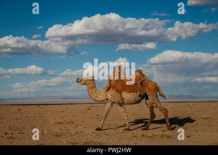 Un chameau de Bactriane balade dans le désert de Gobi Mongolie occidentale avec un ciel nuageux ciel bleu. Govi Altai, Mongolie Banque D'Images