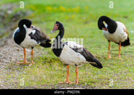 Magpie goose mâle monte la garde plus de deux oies femelles se lisser. Banque D'Images