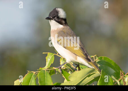 Bulbul à un puit de lumière Banque D'Images