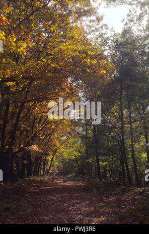 Couleurs d'automne au ème forêt sur une calme journée ensoleillée en automne dans les Pays-Bas. Banque D'Images