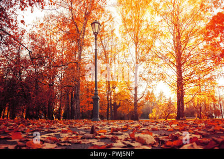 L'automne paysage de ville. Les arbres d'automne à sunny autumn park éclairé par le soleil et feuilles d'érable tombé sur l'avant-plan. Scène du parc de la ville d'automne Banque D'Images