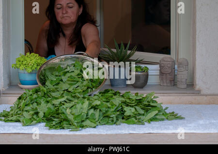 Middle Eastern Woman dries Mulukhiyah Leafs sur sa fenêtre. Mulukhiyah sont les feuilles de Corchorus olitorius communément connue sous le nom de l' arabe, mauve Banque D'Images