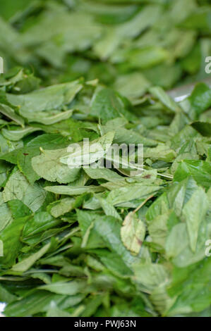 Mulukhiyah Leafs séchant au soleil. Mulukhiyah sont les feuilles de Corchorus olitorius communément connue sous le nom de l' arabe mallow, Nalta jute tossa jute, ou.J Banque D'Images