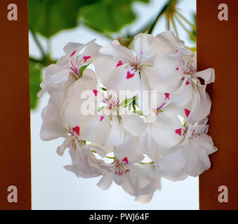 Fleurs blanches. Un point dans le centre rose Banque D'Images