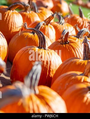 Temps de récolte d'automne avec des citrouilles dans un patch qui attendent d'être cueillies Banque D'Images