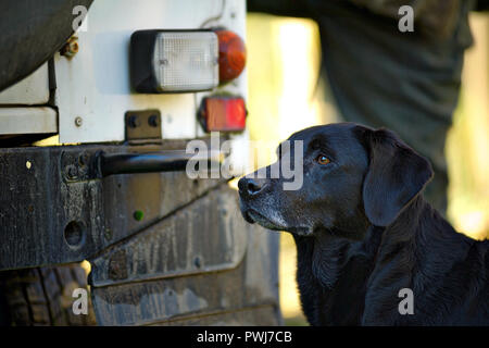 Labrador noir portrait, il se tient toujours à côté d'une jeep au cours d'une journée de chasse Banque D'Images