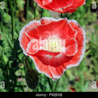 Rouge Coquelicot écarlate beauté ouvert au grand jour ensoleillé Banque D'Images