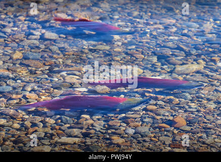 Le frai du saumon, rivière Adams. Rassemblement de saumons rouges dans les frayères de la rivière Adams, British Columbia, Canada. Banque D'Images