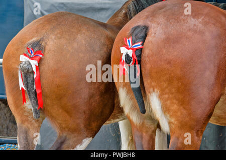 TURRIFF montrent l'ABERDEENSHIRE ECOSSE CHEVAUX CLYDESDALE AVEC RUBANS DANS LEURS QUEUES Banque D'Images