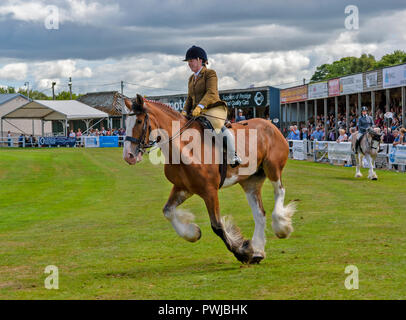 TURRIFF montrent l'ABERDEENSHIRE ECOSSE UN CLYDESDALE Cheval et cavalier galopant Banque D'Images