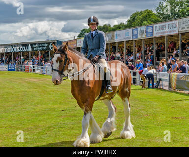 TURRIFF montrent l'ABERDEENSHIRE ECOSSE UN CLYDESDALE Cheval et cavalier de spectateurs dans les gradins Banque D'Images