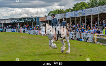 TURRIFF montrent l'ABERDEENSHIRE ECOSSE UN CLYDESDALE Cheval au Galop ET LES SPECTATEURS DANS LES TRIBUNES Banque D'Images