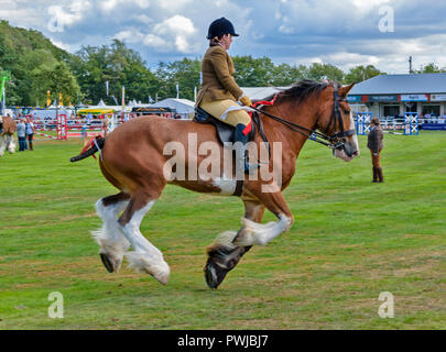 TURRIFF montrent l'ABERDEENSHIRE ECOSSE UN CLYDESDALE Cheval au galop Banque D'Images