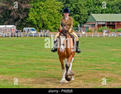 TURRIFF montrent l'ABERDEENSHIRE ECOSSE UN CLYDESDALE CHEVAL AVEC UN CAVALIER Banque D'Images