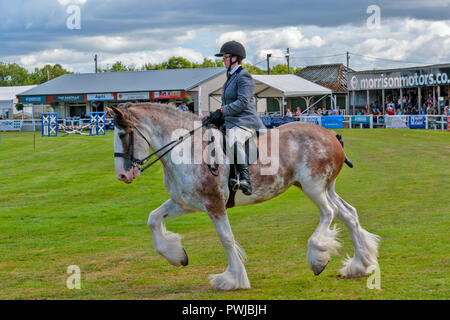 TURRIFF montrent l'ABERDEENSHIRE ECOSSE UN CLYDESDALE HORSE RIDER AVEC DES SPECTATEURS DANS LES GRADINS Banque D'Images