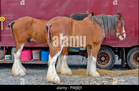 TURRIFF montrent l'ABERDEENSHIRE ECOSSE deux chevaux Clydesdale ET LEUR TRANSPORTEUR Banque D'Images