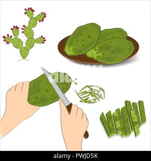 Oponce de palettes dans la main de l'homme avec un couteau. Nopales vert comestibles sur fond blanc. Illustration de Vecteur