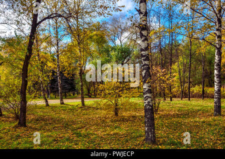 Petit coin d'automne parc de la ville avec multi-couleur de feuillage bouleau arbres et arbustes. Magnifique nature paysage à sunny octobre météo avec bl Banque D'Images