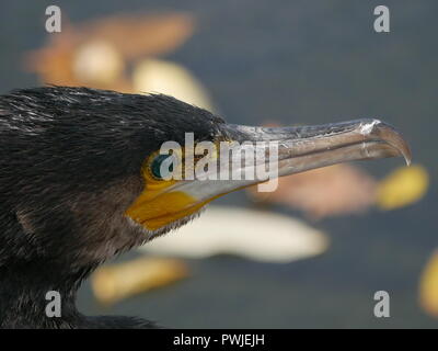 - Cormoran Phalacrocorax carbo. Close up de face et le bec Banque D'Images