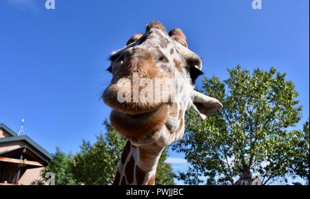 Girafe heureux Banque D'Images