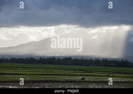 Rainclouds et champs en Bicol, Philippines Banque D'Images